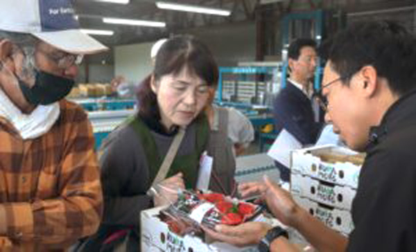 イチゴ「ゆうべに」品質良好　出荷規格や着色基準を確認　ＪＡ菊池