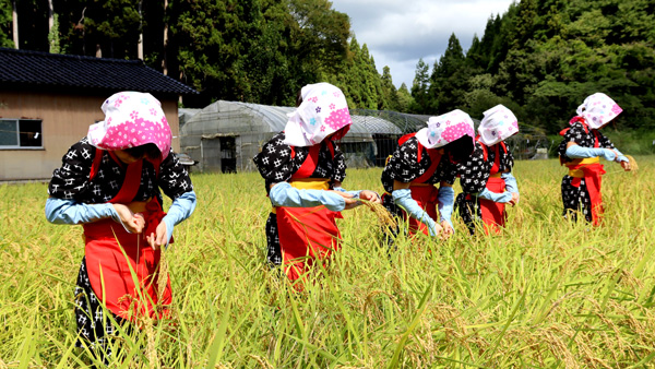 初々しい「刈乙女」たち。慣れない手つきながら丁寧に稲から穂を抜く。