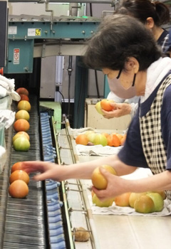 冬春トマトの出荷順調　総出荷量220トントマトの品質を確認する担当者