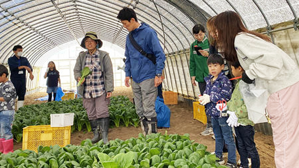 親子による富山県産「小松菜」の収穫体験を実施　ＪＡ全農とやま.jpg