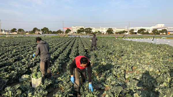 建設業のノウハウに先端技術導入、カットブロッコリーで市場開拓　静岡県の農業生産法人　新世紀ＪＡ研究会で報告