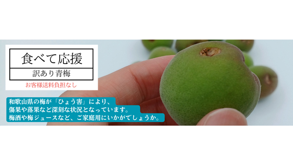 雹被害の梅農家を応援「和歌山の青梅　食べて応援企画」実施　ＪＡタウン.jpg