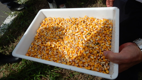 子実トウモロコシの収穫作業　殺虫剤散布で収量・品質とも「最高」レベルに　ＪＡ全農・ＪＡ古川の大規模実証