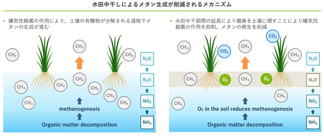 「水稲栽培における中干し期間の延長」