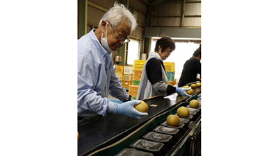 梨「豊水」出荷最盛期　ＪＡ熊本市_01s.jpg