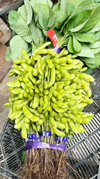 出荷最盛期の新潟県産えだまめ「枝付き豆の形を残す