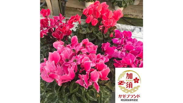 【国消国産】埼玉県産シクラメン　5号鉢