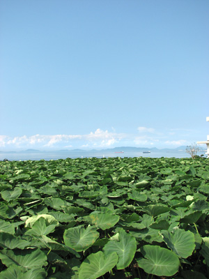 サトイモほ場から瀬戸内海を望む風景