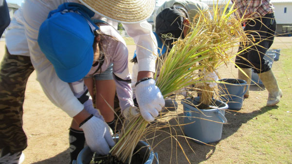 身近な場所で食育体験「バケツ稲づくり」教育委員会の取りまとめで送料無料に　ＪＡ全中