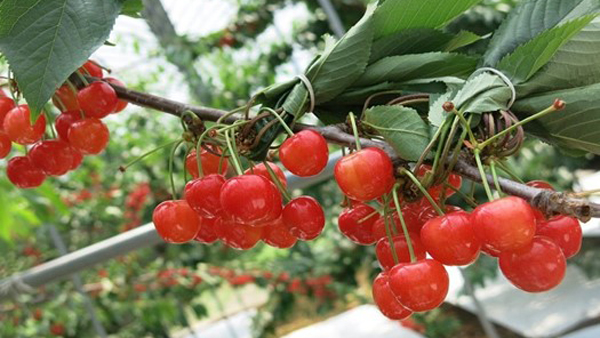 青森県産さくらんぼ「紅秀峰」
