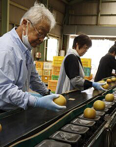 梨「豊水」出荷最盛期　ＪＡ熊本市_01.jpg