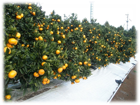 みかんを甘くするためのシートマルチ被覆による栽培