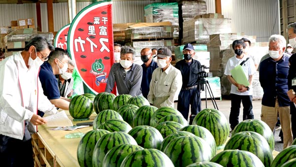 スイカの季節到来　千葉「富里スイカ」の出荷始まる