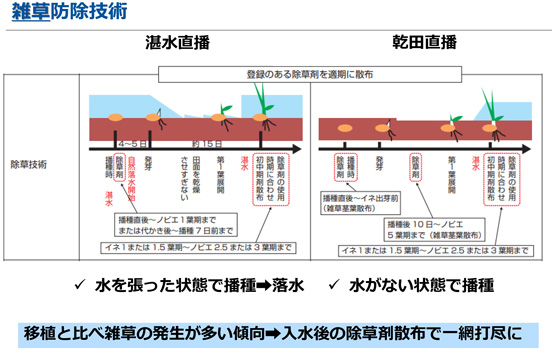 直播栽培の雑草防除技術