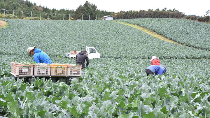 2年後500haの産地をめざすブロッコリー