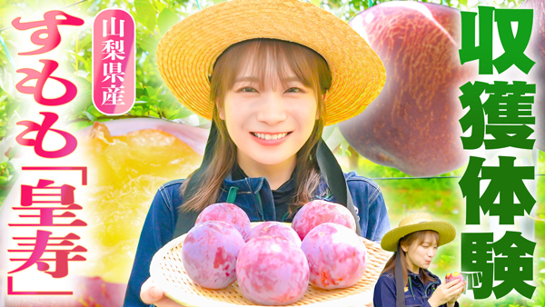 秋元真夏の「ゆるふわたいむ」山梨県で大玉で濃厚な甘みの-すもも「皇寿」を収穫　ＪＡタウン