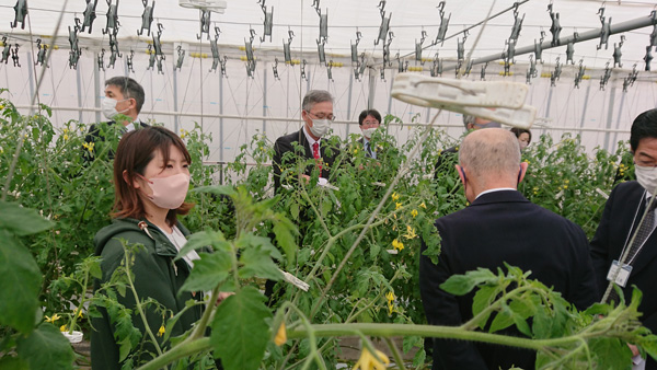 植物工場での高機能性トマト栽培施設を見学