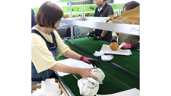 吉野梨「新高」台湾へ　ＪＡやつしろ.jpg