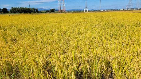 新品種「笑みたわわ」