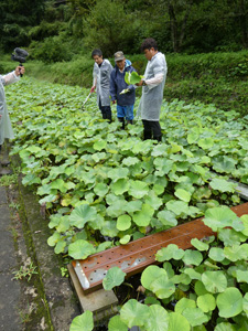 茨城県から取り寄せたつま物用のハス