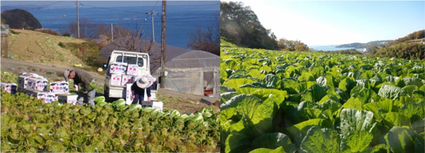 ハクサイ収穫の様子とキャベツのほ場