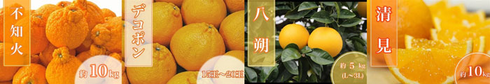 左から、不知火約10kg【AQ選果場】、デコポン秀品15玉～20玉【AQ選果場】、有田の八朔約10kg（秀品L～3L）【AQ選果場】、清見　約10kg【AQ選果場】