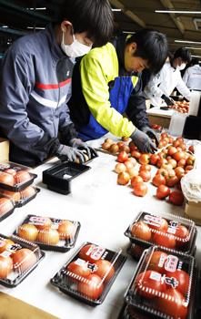 トマトのパック詰めをする新入職員