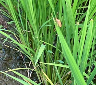 茨城笠間市：カメムシの越冬が増加