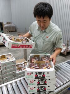 イチジクの出荷続く　ＪＡ熊本うき_01.jpg