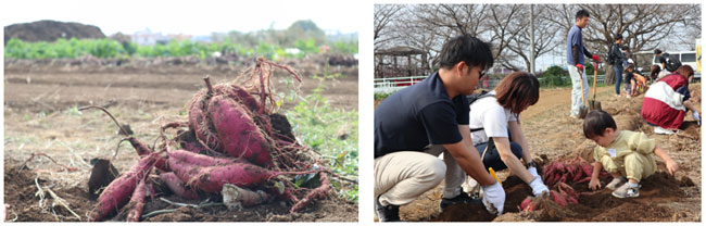 平塚、伊勢原の入居者が参加したいも堀の農業体験イベント