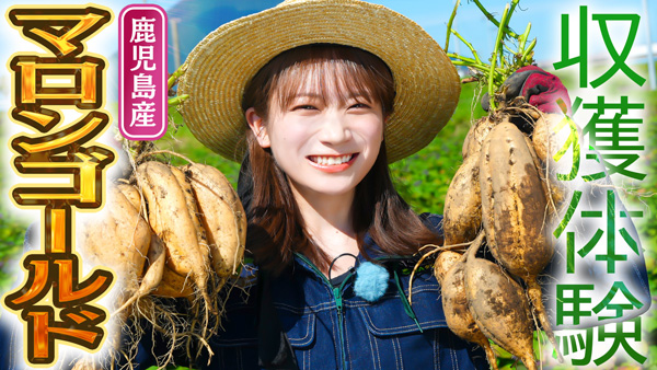 秋元真夏の「ゆるふわたいむ」鹿児島県で「マロンゴールド」を収穫　ＪＡタウン