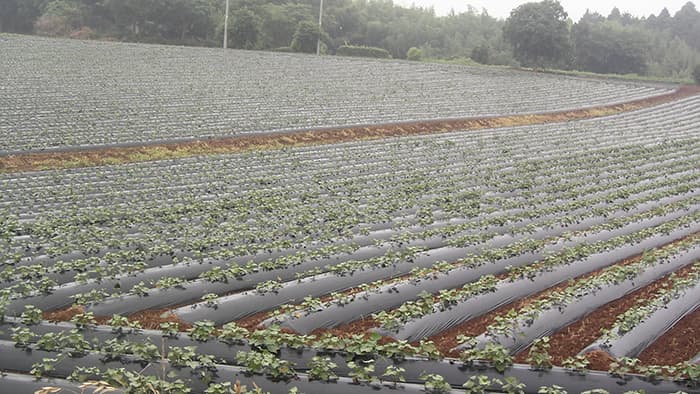 カンショと枝物で荒廃農地再生　「儲かる農業」へ茨城県の挑戦　新世紀ＪＡ研セミナー