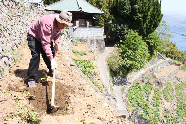 急傾斜地でジャガイモ収穫