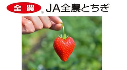 令和7年産の栃木県産イチゴ販売額.jpg