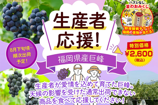 生産者応援で特別価格の「福岡県産 巨峰 約1.2kg」
