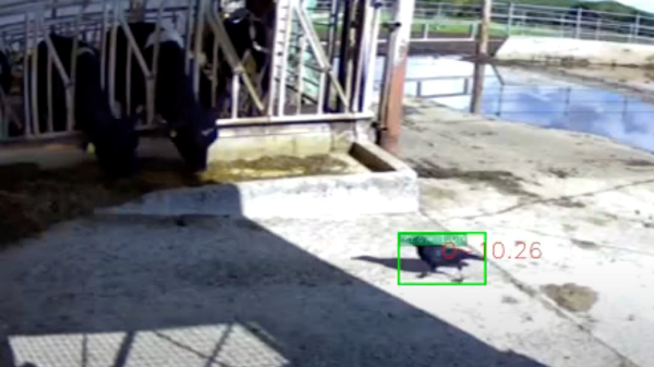 カラスをAIがロックオンしている様子