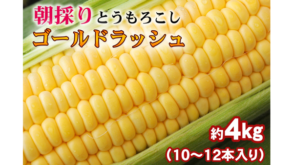 和歌山県産朝採りとうもろこし「ゴールドラッシュ」販売中　ＪＡタウン