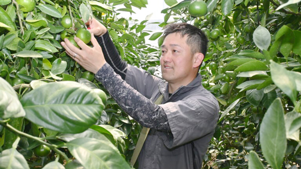 収穫する宮野副部長