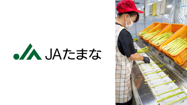 ＪＡたまな、夏芽アスパラガスの出荷順調　しっかりした食感と甘みが好評.jpg