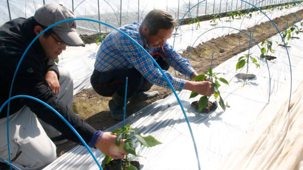 軽量・軽作業・耐暑性の甘長トウガラシの定植開始　ＪＡくま