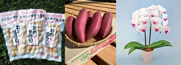 左から、レトルトゆで落花生 おおまさり、ＪＡかとり シルクスイート、ミディー胡蝶蘭 ユミ ２本立