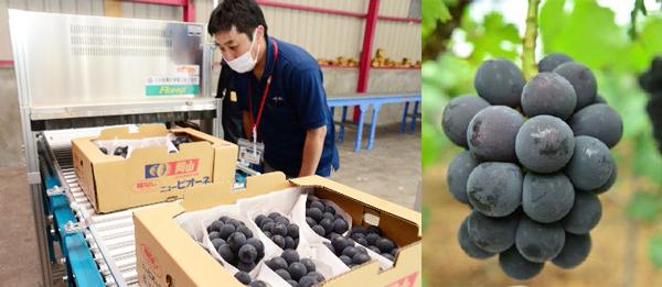 ピオーネ出荷スタート　まずは加温ハウスから　ＪＡ晴れの国岡山