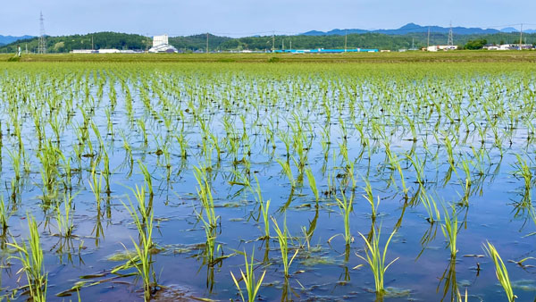 〇水田.jpg