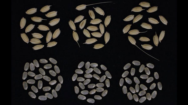 「ZR1」の籾および玄米（秋田県大仙市、令和4年産）左からZR1、あきたこまち、ゆみあずさ（撮影：農研機構）