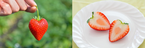 栃木県のオリジナル品種「とちあいか」