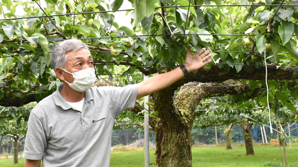 柏井梨業組合　染谷組合長