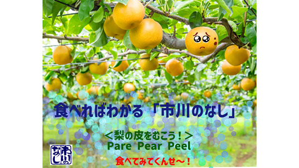 【野沢校正済】＜画像　写真　チラシ＞（野沢）ひょう被害果を「あた梨ちゃん」と命名し販売　ＪＡいちかわ-2.jpg