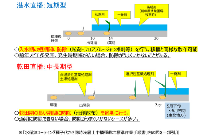 雑草防除の湛水直播と乾田直播の比較