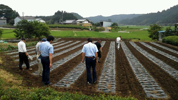 契約ショウガほ場の巡回風景