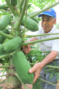 「青パパイヤ」を収穫する生産者